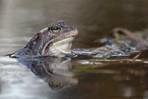 Moorfrosch